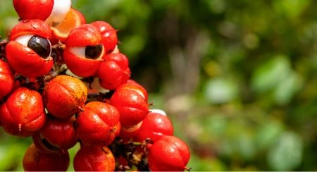 Vittaburn guarana extract